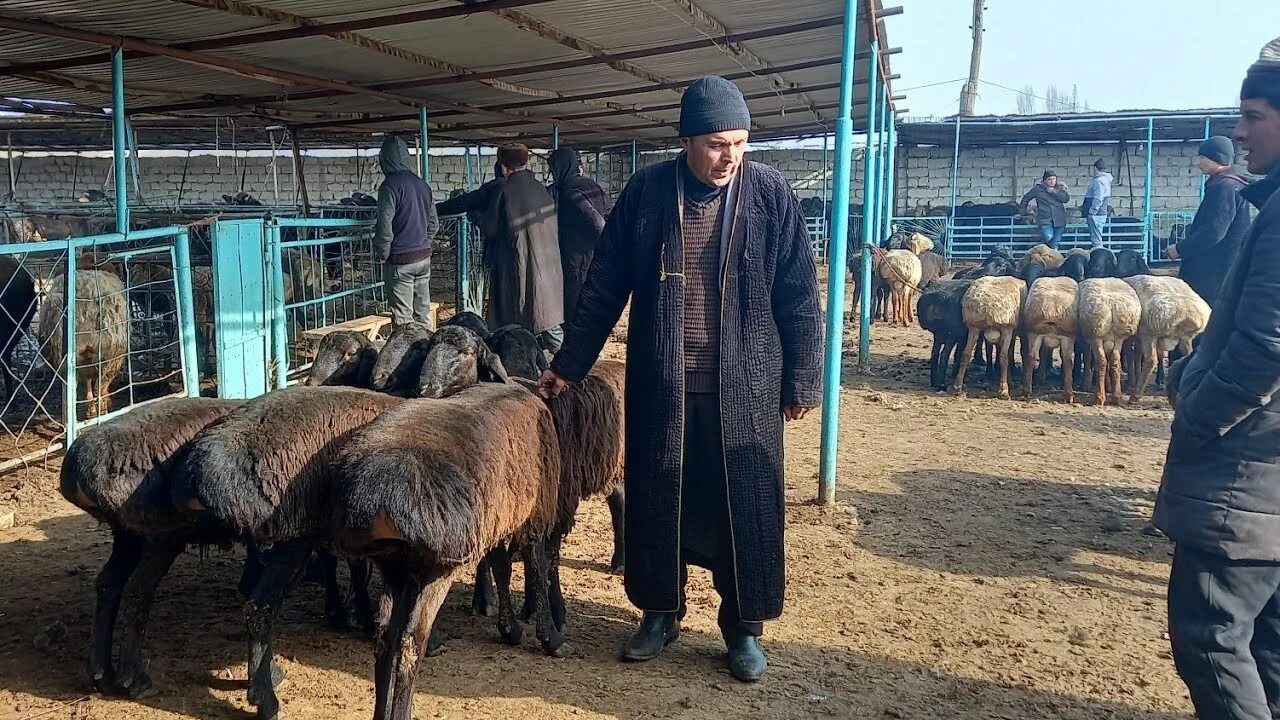 Бача. 2022. Turtkul mol bozor. 29. Бача.