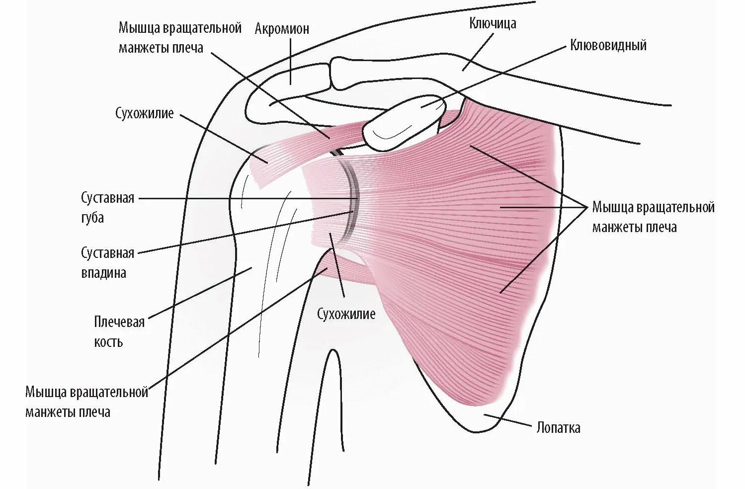 Плече це. Строение плечевого сустава схема. Анатомия мышц плечевого сустава человека анатомия. Строение плечевого сустава человека связки и сухожилия мышцы. Плечевой сустав топографическая анатомия.