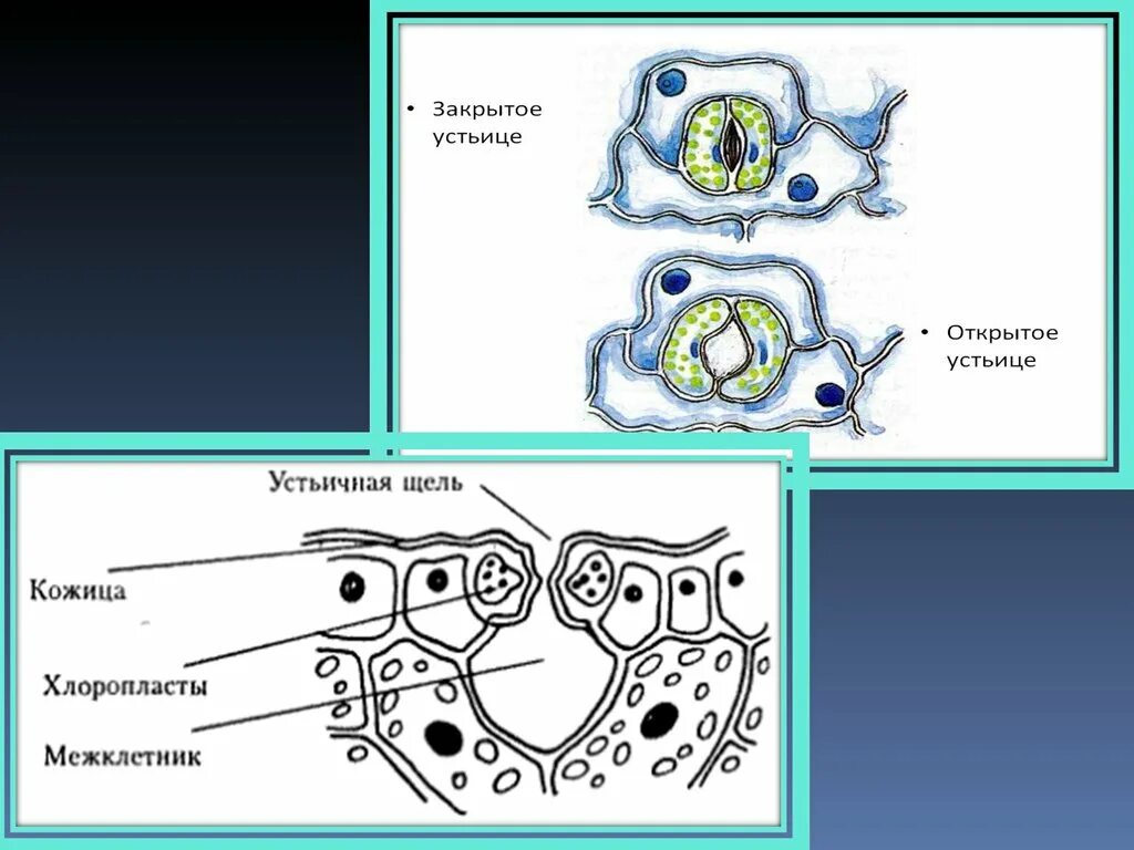 Хлоропласты в устьицах. Устьице и устьичная щель. Строение устьичного аппарата растений. Строение устьица листа. Устьичный аппарат хвощей.