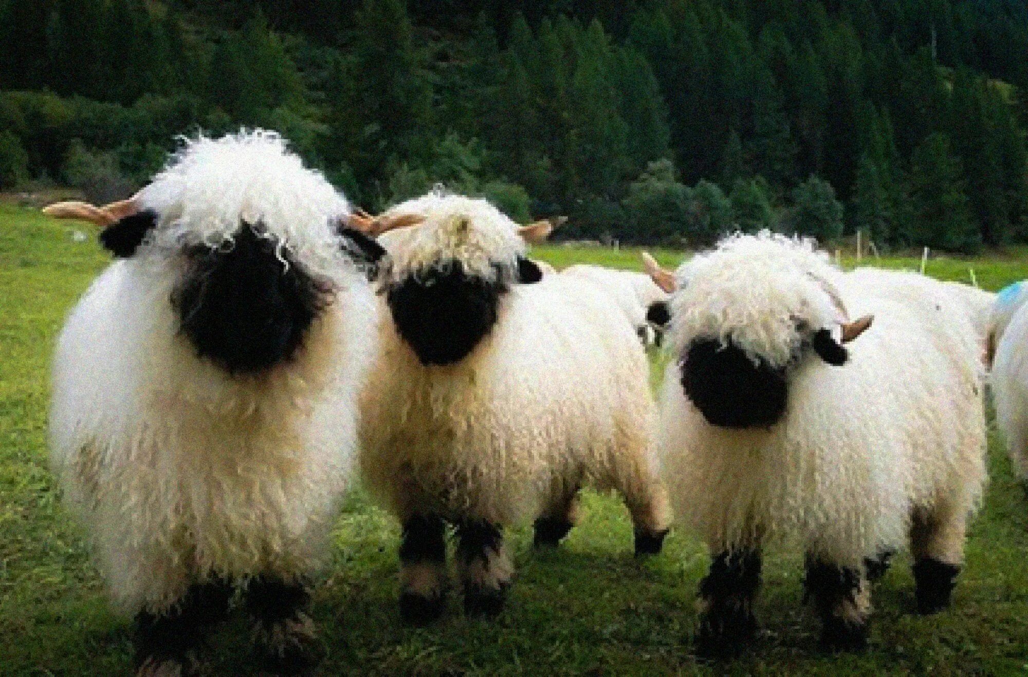 Sheep of me. Грубошерстные овцы. Черноносые valais blacknose. Jokes. Линкольнская порода овец.