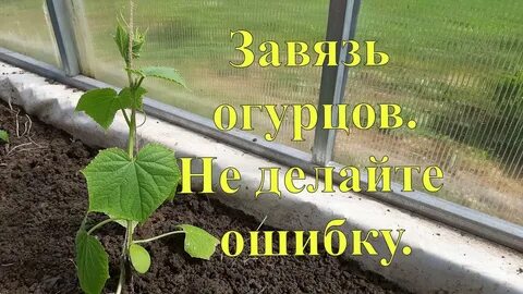 Чем подкормить огурцы на подоконнике