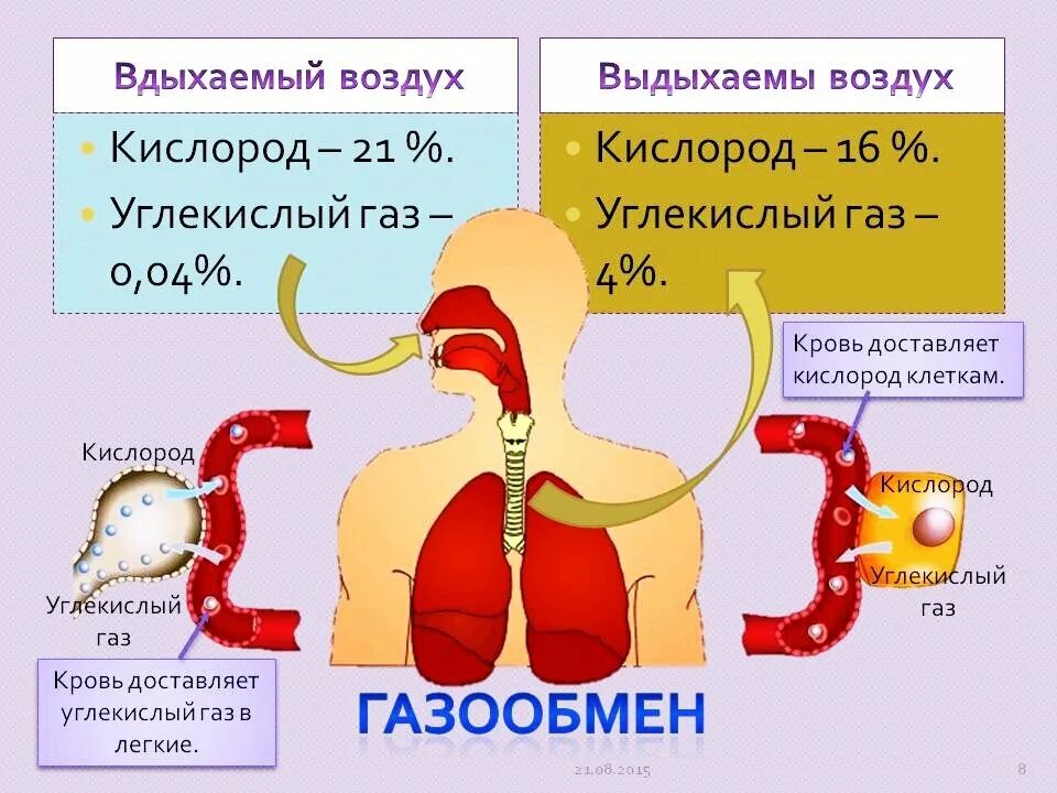 Что делать если выходит воздух. Газообмен. Газообмен у человека. Газообмен в крови человека. Процесс газообмена в организме.