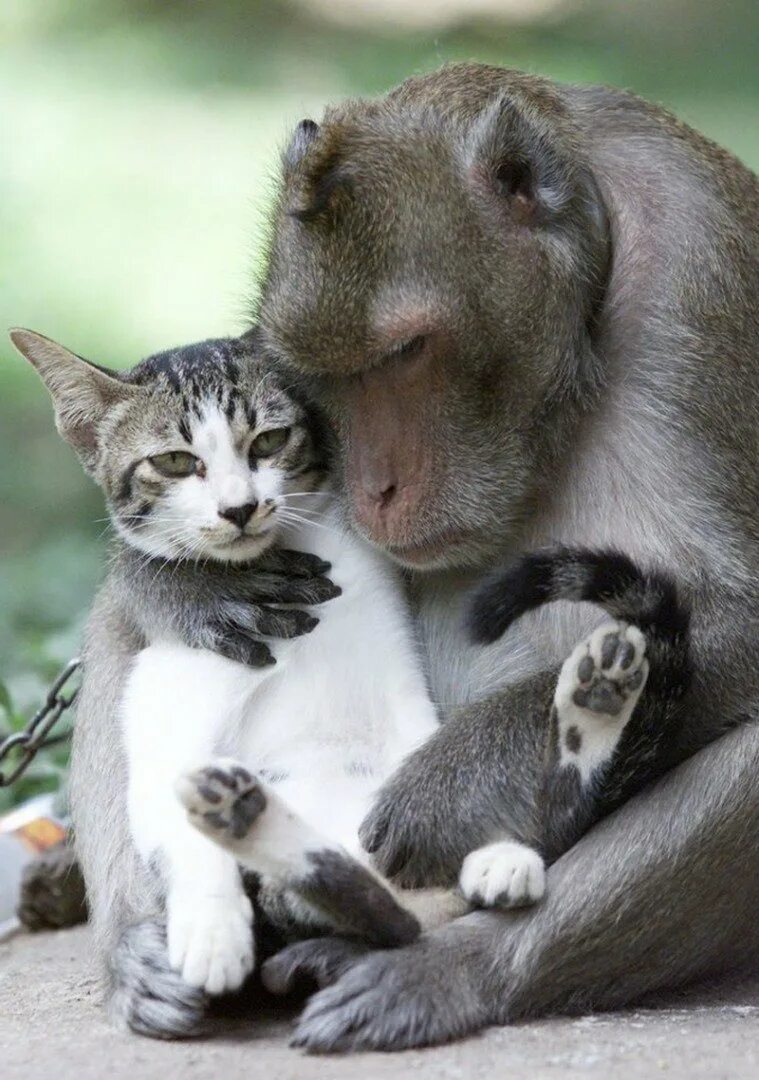 Коте обезьянка. Веселые животные. Дружба животных. Объятия животных. Удивительная Дружба животных.