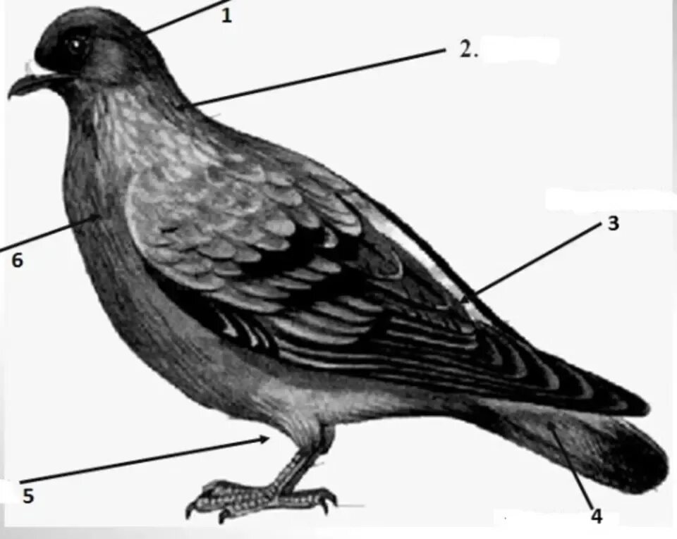Внешнее строение голубя 7 класс биология. Голубь биология внешнее строение. Строение тела птицы. Внешнее строение птиц.