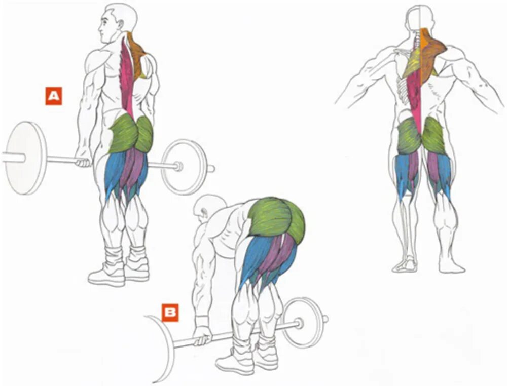 Упражнения на нижнюю спину. Румынская становая тяга мышцы. Становая тяга со штангой для спины техника. Мертвая.становая.румынская тяга техника. Румынская становая тяга схема мышц.