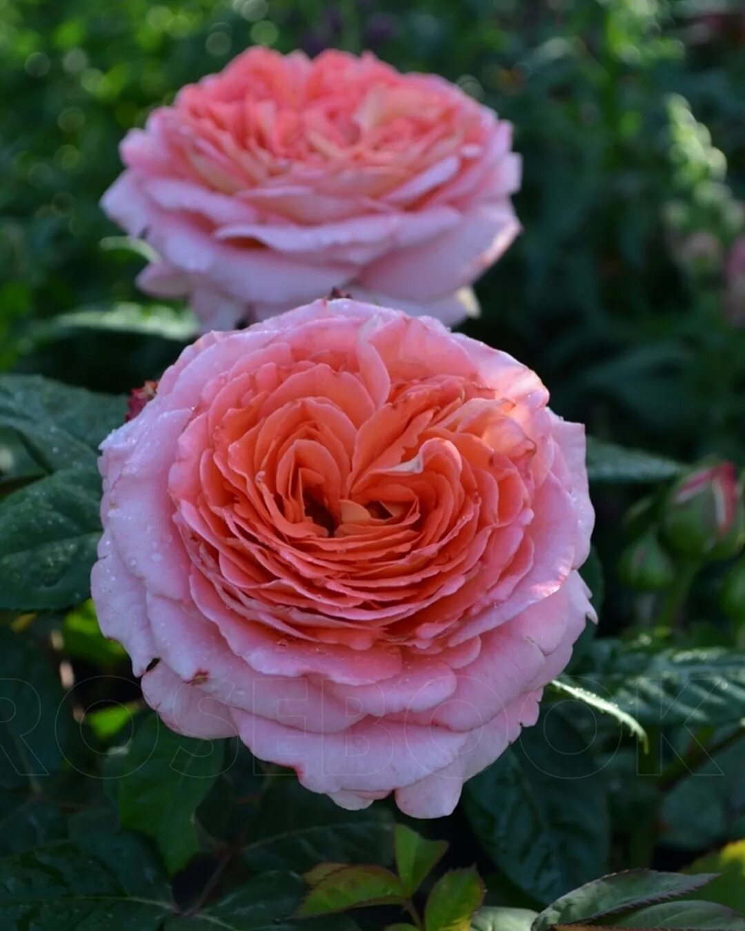 Notre dame du rosaire (нотр дам де розэр) шраб. Нотр дам де розе. Нотр дам де розе. Нотр дам де розе. Нотр дам де розе.