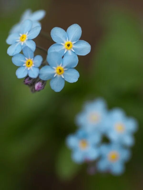 Незабудка Myosotis Myomark. Незабудка крупноцветковая. Незабудки разноцветные. Незабудка голубая. Сине желтая незабудка