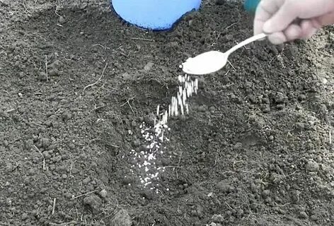 Внесение удобрений под чеснок