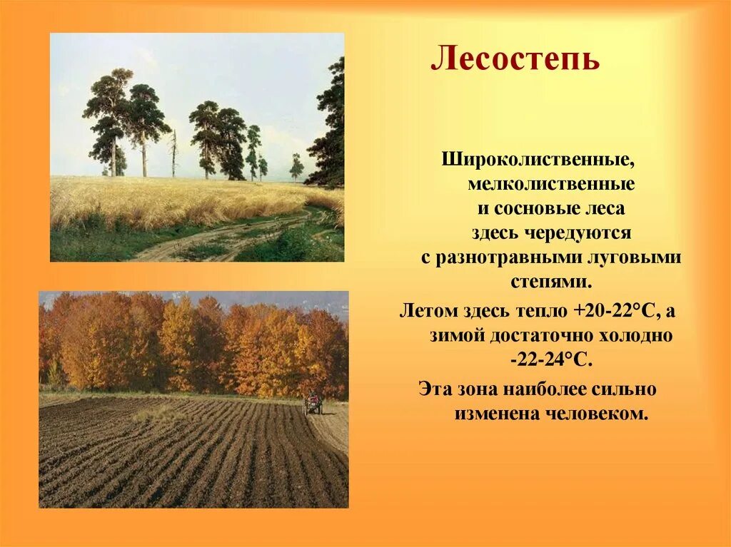 Почвы широколиственных лесов и лесостепей