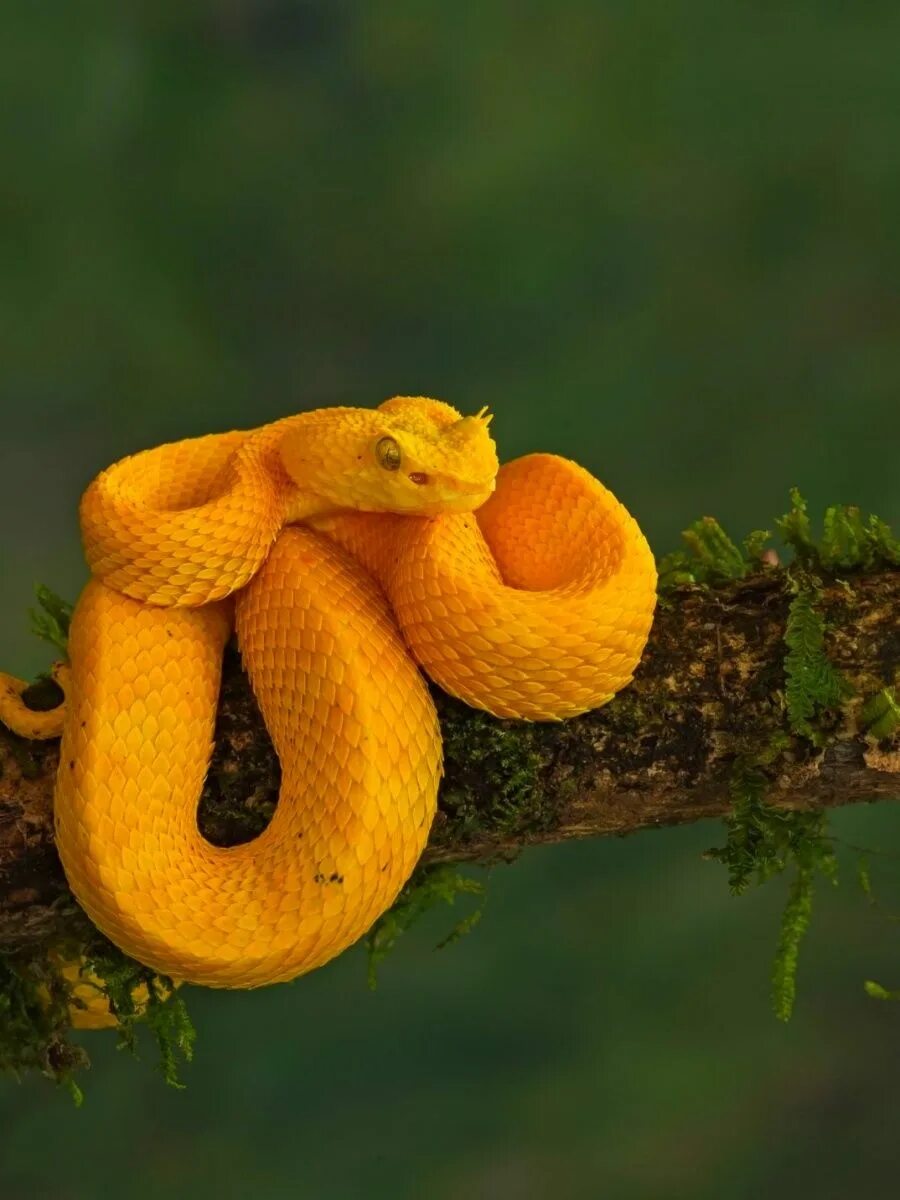 Pin by Tim O'Brien on Snakes Animals beautiful, Viper snake, Snake