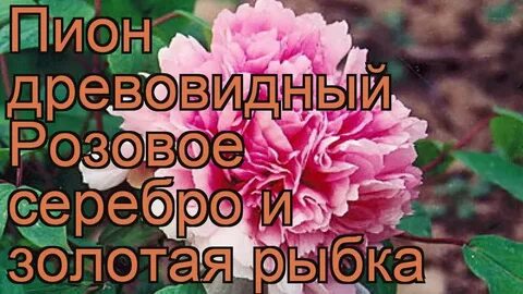 Пион золотая рыбка