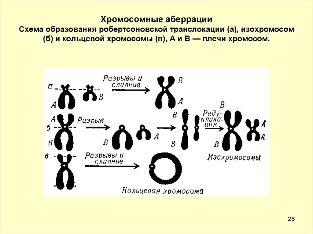 Графическое изображение хромосом. Хромосома схема. Наличием кольцевой хромосомы. Наличием кольцевой хромосомы. Кольцевая хромосома 13.