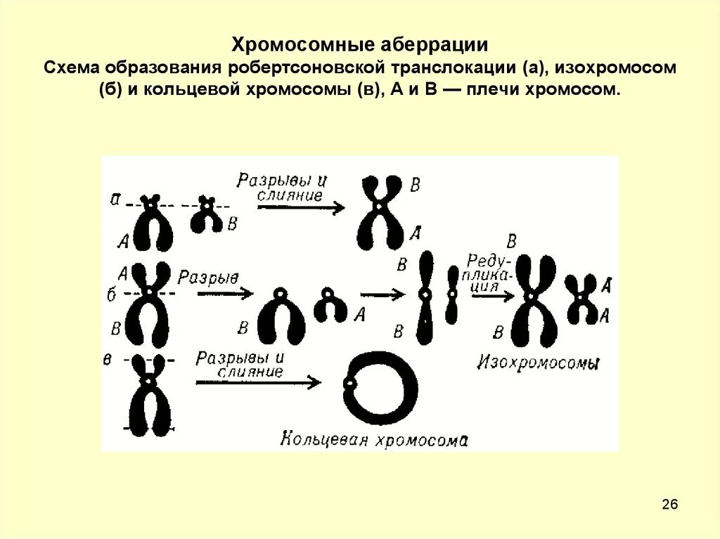 Хромосомные аберрации схема. Хромосома схема. Аберрации хромосом. Структурные аберрации хромосом. Изменение формы хромосом