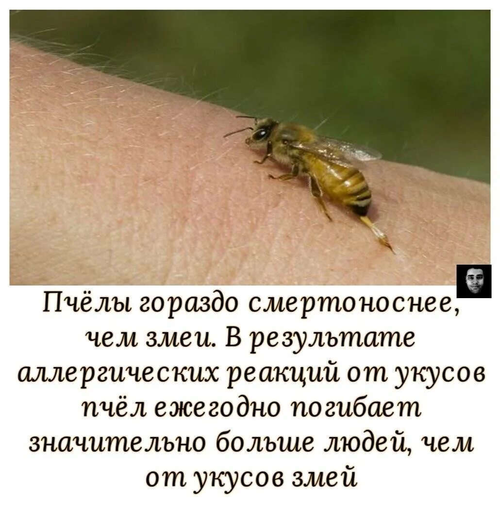 Умирают ли пчелы