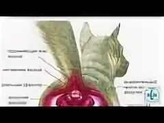 Как чистят собаке железу