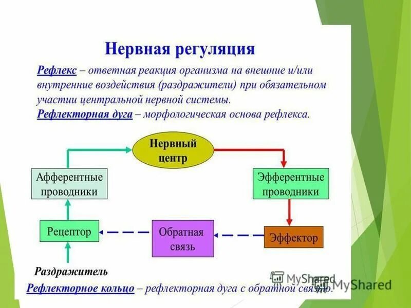 механизмы гомеостаза. механизмы регуляции гомеостаза. нервная система обеспечивает гомеостаз. системы регуляции гомеостаза. нервная система обеспечивает гомеостаз.