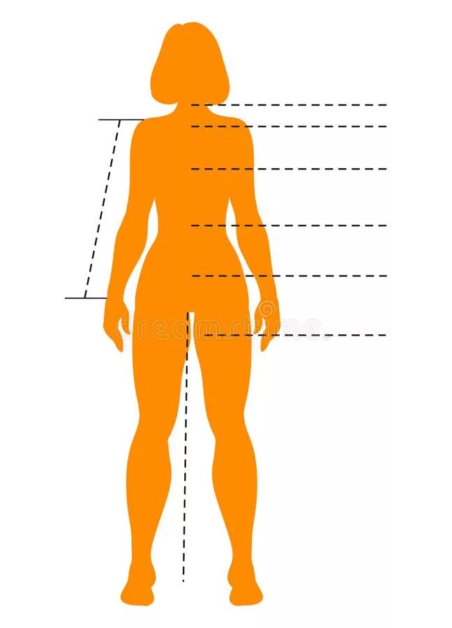 Силуэт для замеров тела. Человеческое тело женское. Замеры тела человека. Очертания женской фигуры. Картинки по параметрам найти