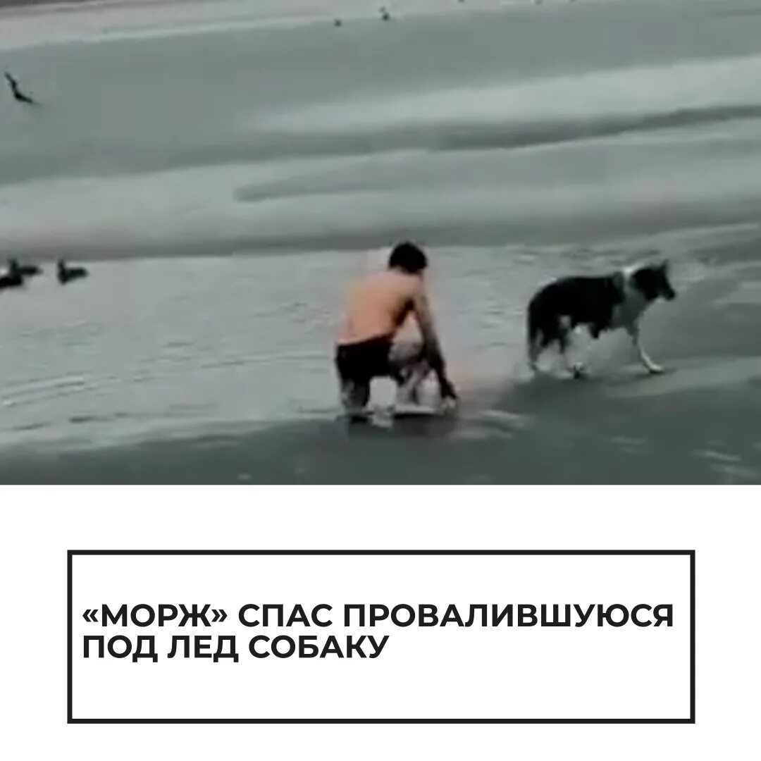 Собака провалилась под лед. Тонкий лед фото. Собака провалилась под лед. Спасение человека из полыньи. Собака провалилась под лед.