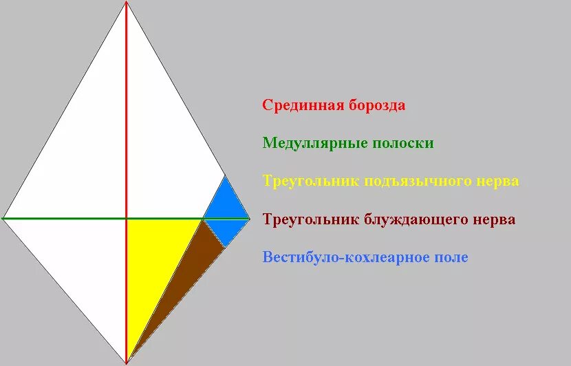 Треугольник ромбовидной ямки. Ромбовидная ямка ядра черепных нервов. Дорсальная поверхность. Ромбовидная ямка 4 желудочек. Треугольник ромбовидной ямки.
