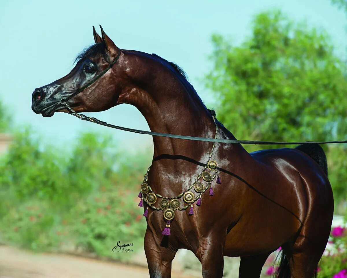 Арабская лошадь 5. Арабская Скаковая порода лошадей. Арабская чистокровная лошадь. Лошади породы арабская чистокровная. Лошадь арабская чистокровная верховая.