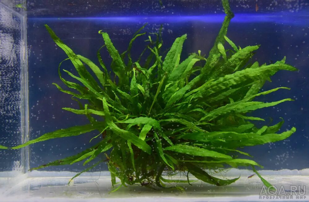 Папоротник таиландский (microsorum pteropus). Папоротник таиландский (microsorum pteropus). Папоротник таиландский винделова. Папоротник винделова аквариумное. Папоротник таиландский винделова.