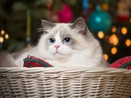 Обои на рабочий стол коты