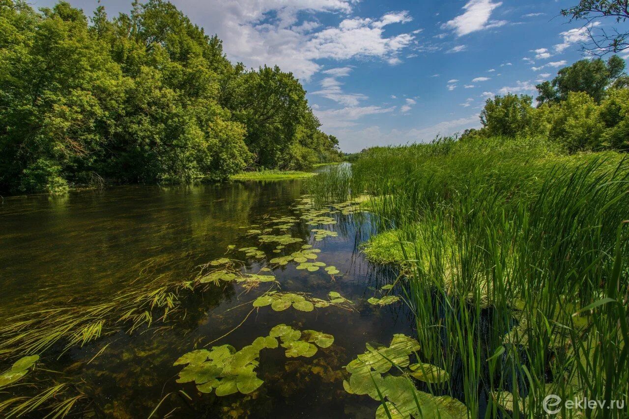 Природа плавней. Река Тихая сосна Белгородской области. Река Тихая сосна Белгородской области Алексеевка. Река Тихая сосна Алексеевка. Река Тихая сосна Острогожск.