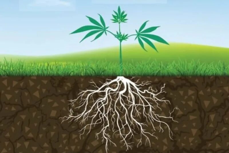 Корни в почве. Корни растений в земле. Грунт в разрезе с корнями. Корни растений в почве. Planting the roots