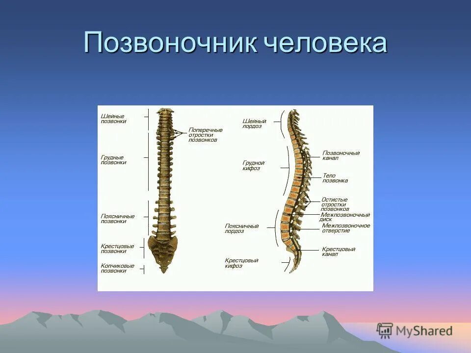 Позвоночник человека. Отделы позвоночника. Позвонки человека. Строение позвоночника. Сколько позвонков содержит позвоночник