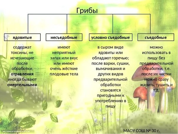 К какому царству относятся грибы 5 класс. Биология царство грибы. Многообразие царства грибов. Царство грибов виды. Царство грибов схема.