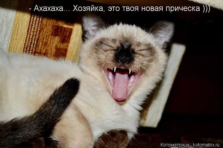 Рыжий кот смеется. Ой смех. Кот смеется ха-ха. А-ха-ха! ржу не могу!. Лопнул от смеха.