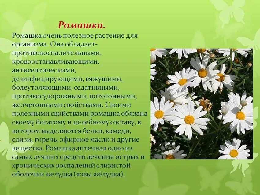 Ромашки значение