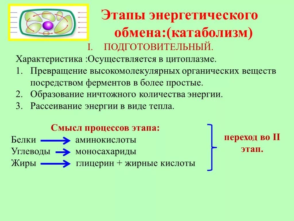 Энергетический обмен в клетке подготовительный этап. Процессы подготовительного этапа энергетического обмена. Обеспечение клеток энергией этапы энергетического обмена. 3 Этап энергетического обмена схема