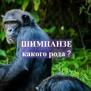 Шимпанзе род существительного мужской