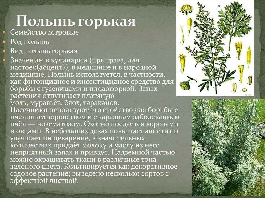 Польза и вред полыни горькой применение