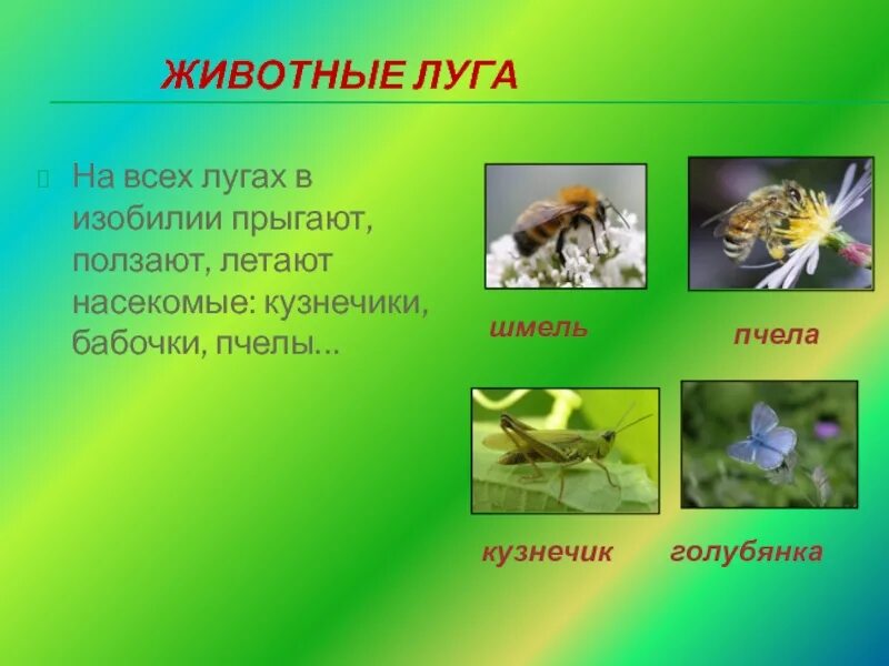 Животные Луга. Животные и насекомые Луга. На лугах насекомые обитают. О растениях и животных Луга.