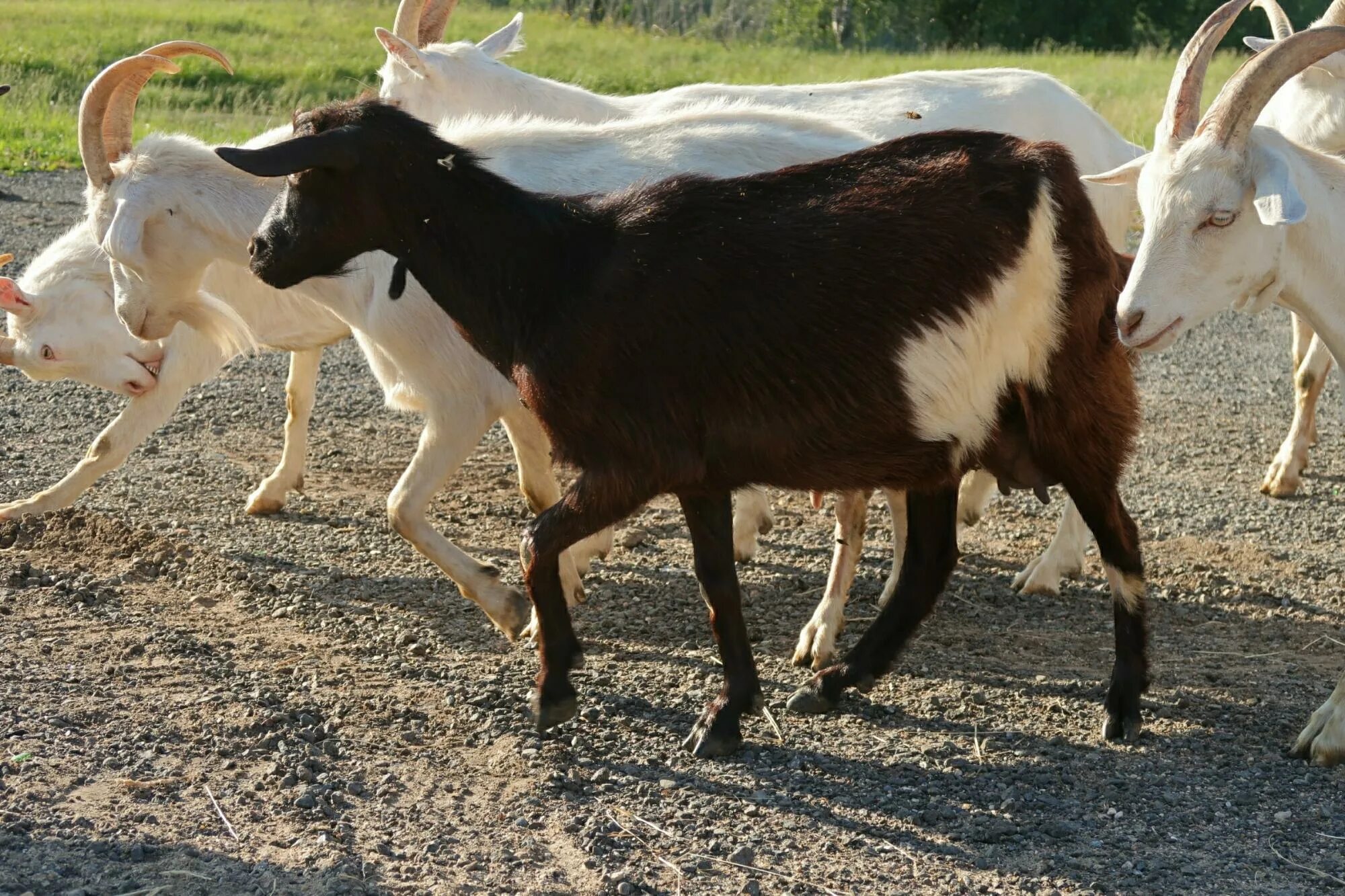 коза молочная зааненская. молочные козы фото. молочная коза зааненской породы. молочная коза порода зааненская. молочная коза порода зааненская.