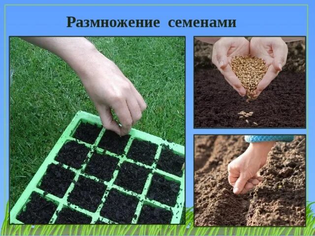 Семенное размножение. Семенное размножение растений. Семенное размножение цветочных культур. Семенной метод размножения.