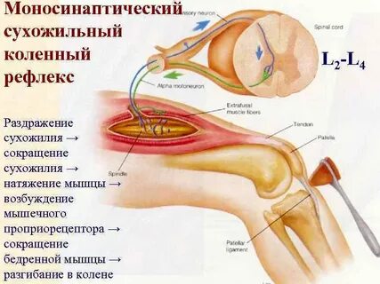 Рефлекс сухожилия