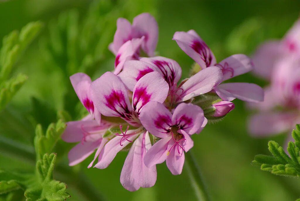 Pelargonium graveolens. Пеларгония Гравеоленс. Пеларгония душистая. Пеларгония герань душистая.