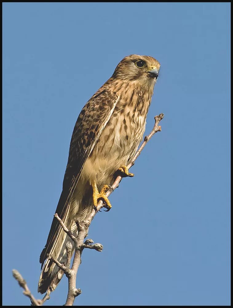 Ястреб перепелятник в городе. Сокол тетеревятник. Орлан-белохвост. Ястреб-перепелятник (accipiter nisus). Какие хищные птицы живут в городе.