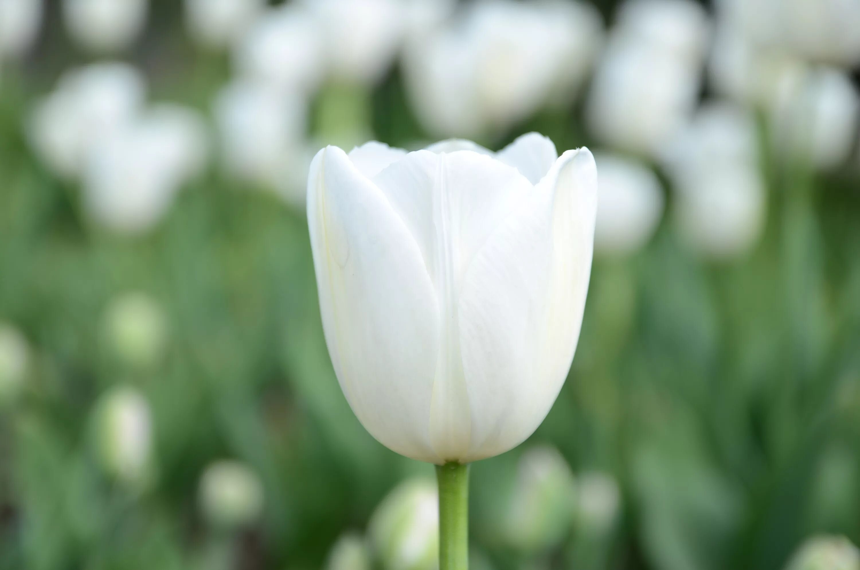White tulip