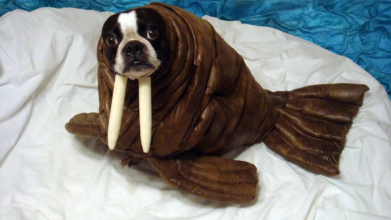 Смесь моржа и собаки. Моржи собаки. Моржовые ластоногие. Морж walrus. Морж.