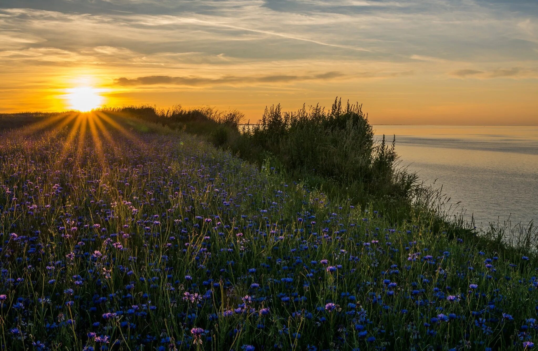 радуга в поле. над цветущими полями. красивое поле. над цветущими полями. над цветущими полями.