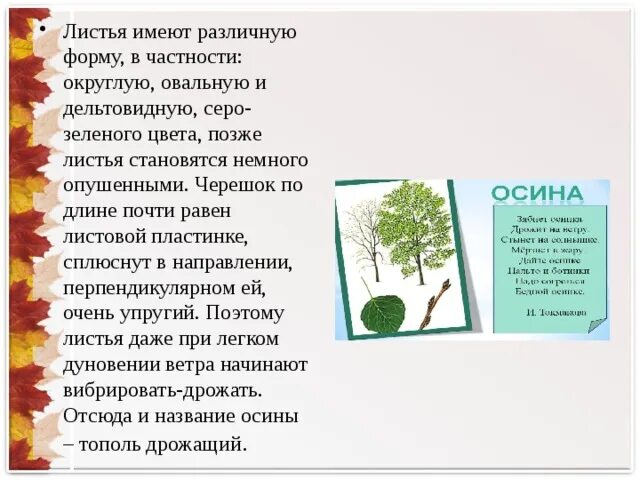 Тополь дельтовидный цвет листьев. Почему листья разные. Листья осины имеют разную форму. Листья имеющие разные оттенки зеоергг.