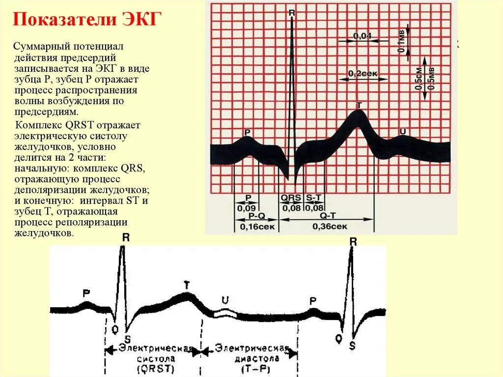 ЭКГ нормальные показатели ЭКГ. QRST на ЭКГ норма. Зубцы QRS на ЭКГ отражают. Расшифровка ЭКГ QRS. Зубцы экг в норме