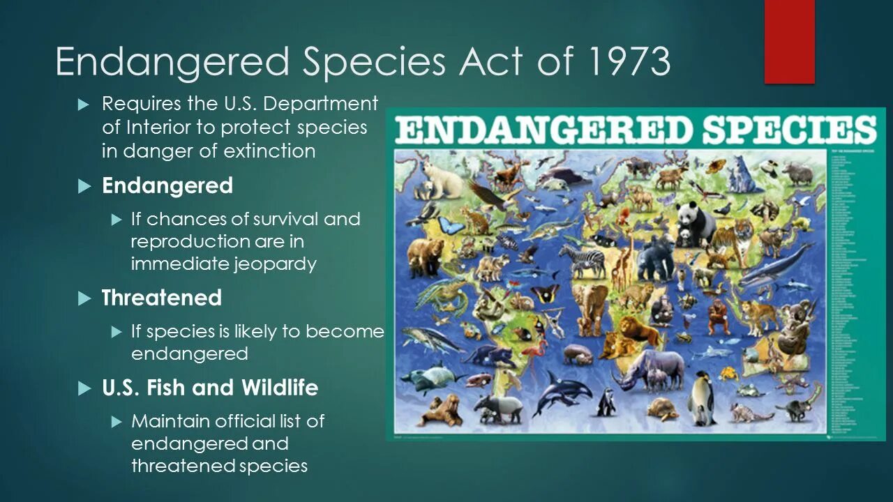 Release reduce adopt reusable endangered species. Endangered species. Extinction of species. Endangered species картинка. Endangered species Vocabulary.