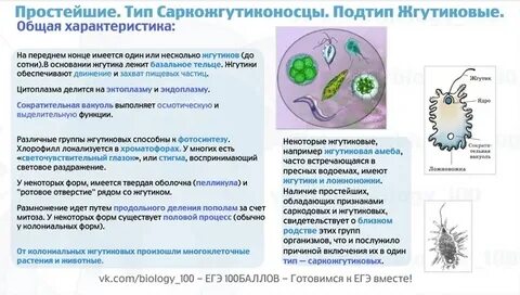 Жгутиковые жизненный цикл