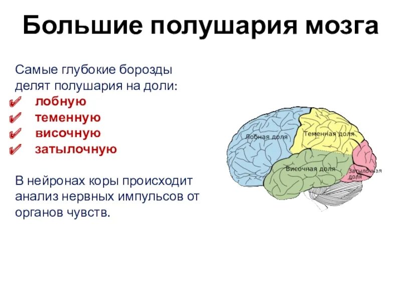 Какие функции выполняют доли мозга. Доли коры больших полушарий головного мозга. Структура коры головного мозга. Доли полушария большого мозга биология 8 класс. Функции долей коры больших полушарий переднего мозга.