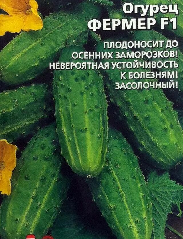 Огурец сорт фермер. Огурцы сорта фермер f1 фото с описанием картинки.